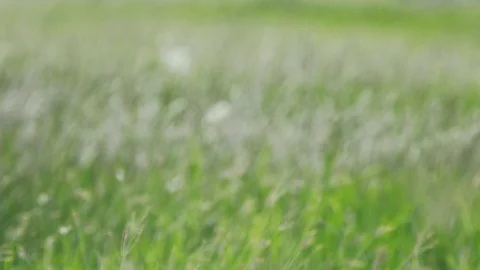White grass flower gently by the wind in the nature. Vídeos de archivo 109469111