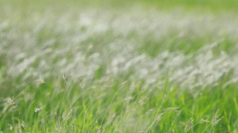 White grass flower gently by the wind in the nature. Stock-Footage 109469371
