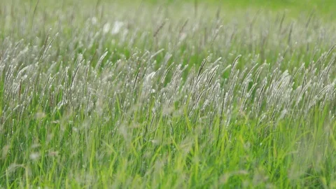 White grass flower gently by the wind in the nature. Vídeos de archivo 109469499