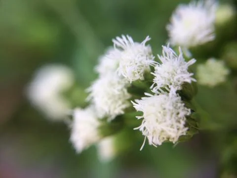 White grass flower in macro Stock Photos