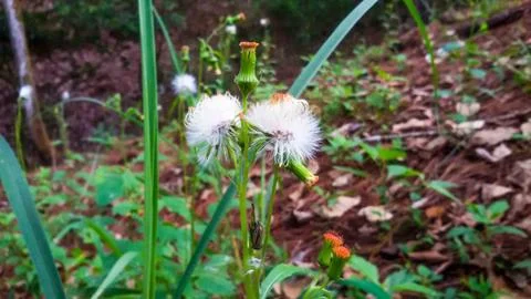 White grass flower 库存照片
