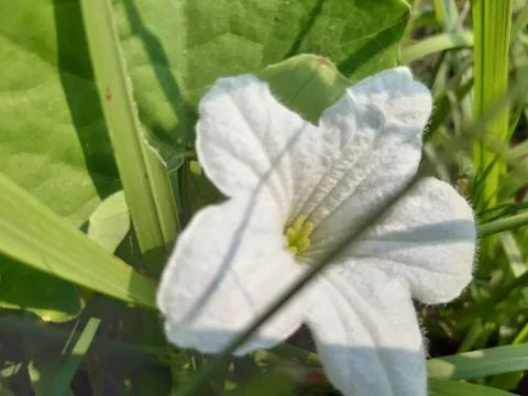 White grass flowers. Stock Photos