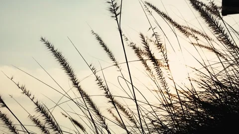 White grass flowers sway gently in breeze by warm sunlight. Vídeo Stock 345155070