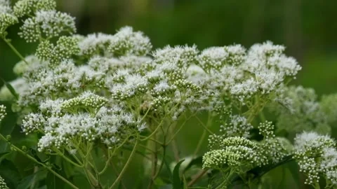 White grass flowers swaying in the wind Stock Footage 297679859