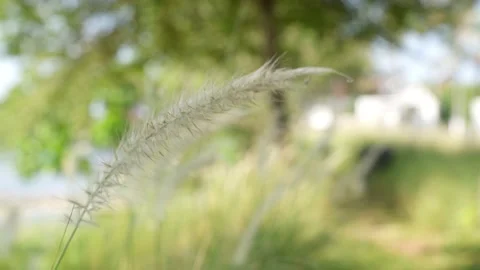 White grass on a green background fluttering like waves in the wind. Stock Footage 154698489