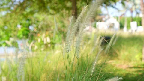 White grass on a green background fluttering like waves in the wind. Stock Footage 154701483