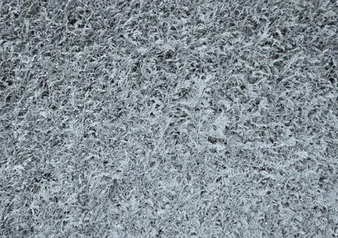 White grass texture background, white lawn, for background, grass texture, white Stock Photos
