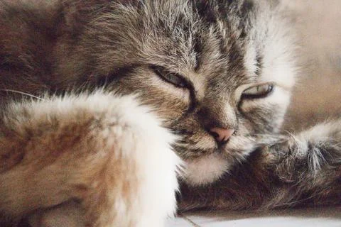 A white, gray and black Angora cat sits relaxed on the floor Foto stock