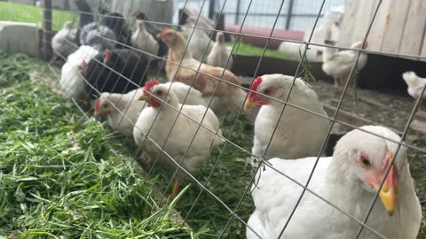 White, gray and black young chickens and cockerels eat fresh grass in a pen Stock Footage 197101736