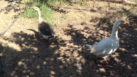 White &amp; Gray Brown big Bird geese Anser caerulescens walks on grass in Summer Stock Footage 167966937