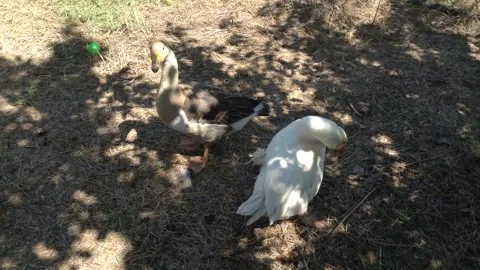 White &amp; Gray Brown big Bird geese Anser caerulescens walks on grass in Summer 3 Stock Footage 167966953