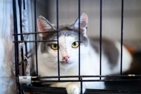 White gray cat behind bars intense stare, quiet cage, soft light, shelter vol Stock Photos