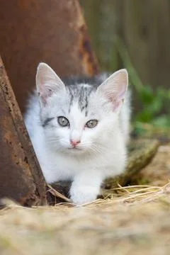 White Gray Cat in grass hunter Stock Photos