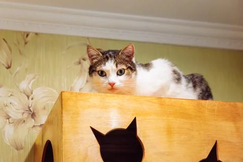 White gray cat look at camera, lie on wooden cat house under ceiling Stock Photos