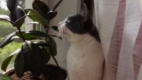 White-gray cat sits on the windowsill and looks out the window Stock Footage 208829417