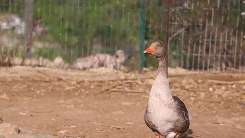 White gray goose Stock Footage 98086097