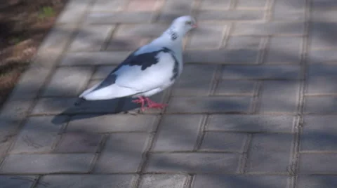 White gray pigeon walking on a path Stock Footage 57732704