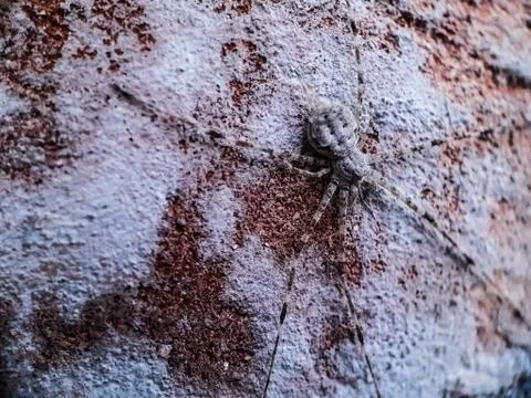 White-gray spiders stand on the wall. Stock Photos