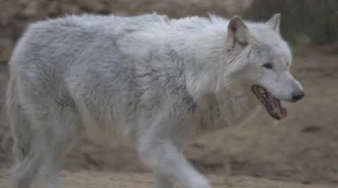 White Gray Wolf Pacing Stock Footage 48380972