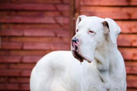 White great dane portrait in spring time 库存照片