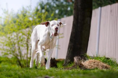 White great dane portrait in spring time Stock Photos