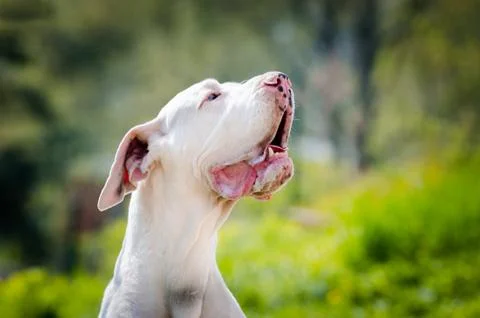 White great dane portrait in spring time Stock Photos
