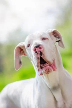 White great dane portrait in spring time Stock Photos