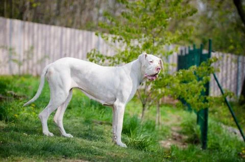 White great dane portrait in spring time Stock Photos