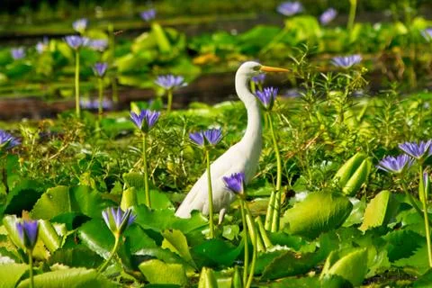 White great egret bird in natural environment Stock Photos