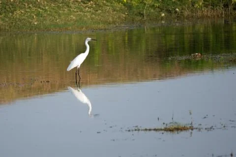 White Great Egret captured while standing in a lake Stock Photos