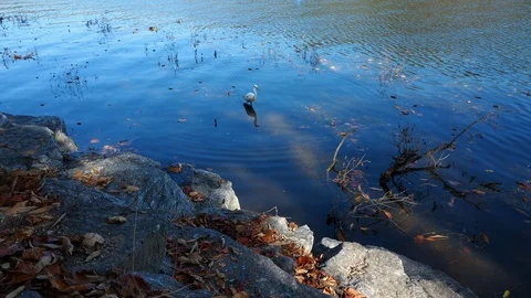 White great egret feeding on fish in shallow water at Nami Island Stock Footage 126752502