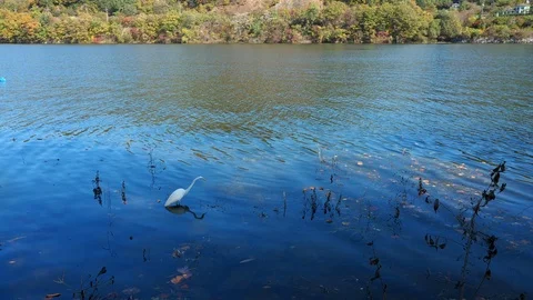 White great egret feeding on fish in shallow water at Nami Island Stock Footage 126753712