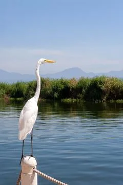 White great egret. Stock Photos