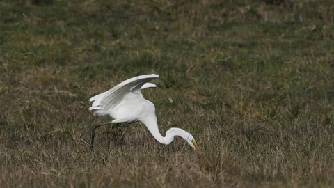 White Great Egret stalking patiently hunting and striking. 1080p HD Slow Motion Stock Footage 102459317