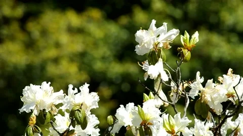 White great rhododendron Stock Footage 48348660