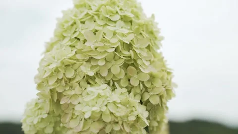 White &amp; green Panicled hydrangea flower in a plant garden on a beautiful summer Stock Footage 282200663