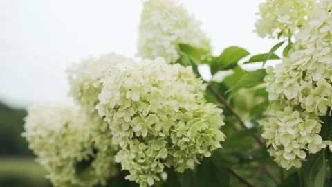 White &amp; green Panicled hydrangea flower in a plant garden on a beautiful summer Stock Footage 282200676