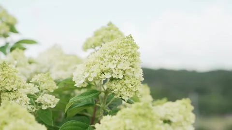 White &amp; green Panicled hydrangea flower in a plant garden on a beautiful summer Stock Footage 315186915