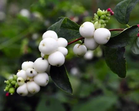 White in green. Stock Photos