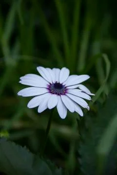 White &amp; Green Foto stock