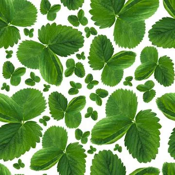 White-green seamless pattern Stock Illustration