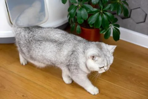 A white-grey british cat comes out of the door in a plastic corner closed white Stock Photos
