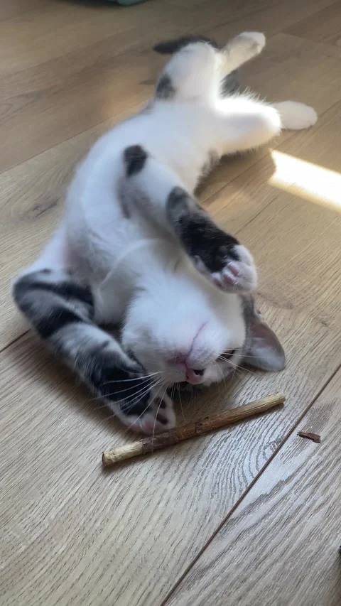 White Grey Kitten Playing with Wood Stick on Sunlit Wooden Floor Stock Footage 339480102