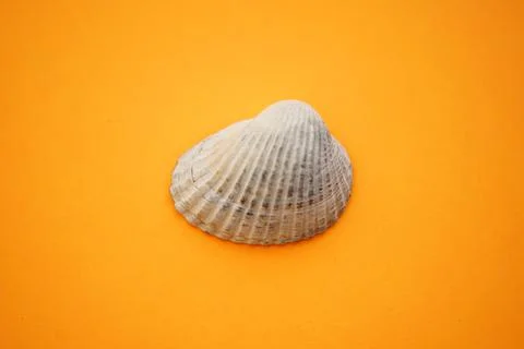 White grey seashell on an orange table in center Stockfoto's