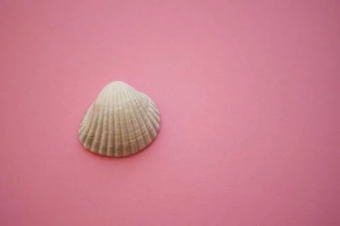 White grey seashell on an pink table. Copy space. 库存照片