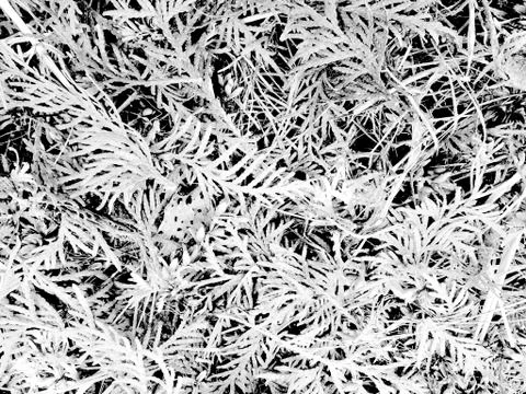 White grey texture, abstract background, plants and foliage Stock Photos