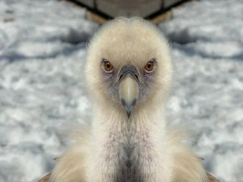 White griffon Stock Photos