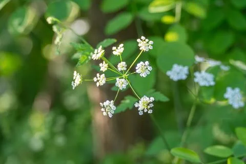 White Ground Elder Flowers in Soft Forest Shade 库存照片