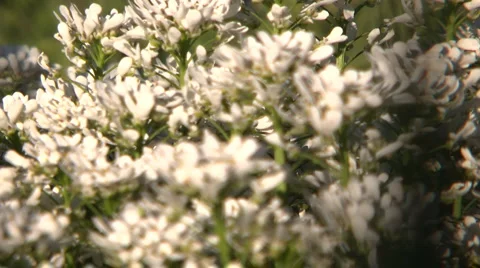 White ground flowers Stock-Footage 2493517