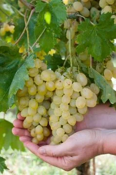 White grspe Stock Photos